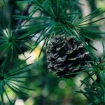 Close-up of an acorn