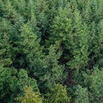 Forest Aerial Photography