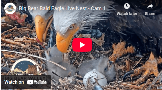 Nest Cam 1 Big Bear Eagles Cam